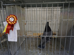 XIV Concurso Exposición de Palomas de Raza en Mula 2024